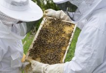 Arı Konaklama Belgesi AKB