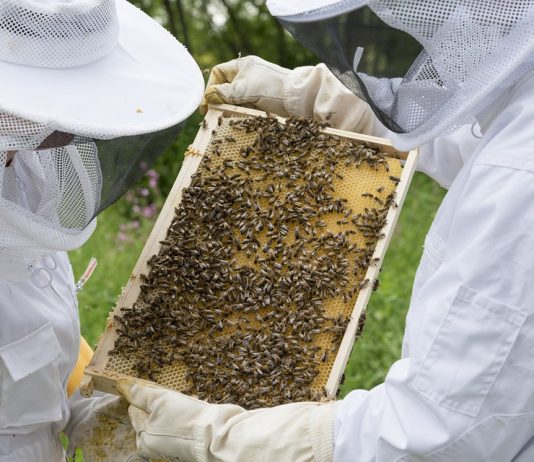 Arı Konaklama Belgesi AKB