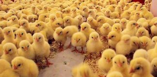 Yumurta tavukçuluğuna başlamak (Civciv Dönemi)