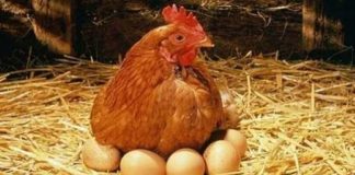 Tarım ve Orman Bakanlığı Yumurta Tavukçuluğu Konusunda Bilgilendirdi