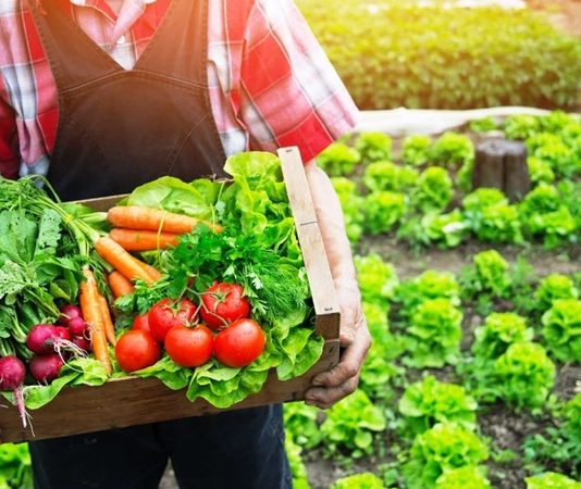 Doğal ve Organik Menü Seçenekleriyle Sağlıklı Beslenme Trendleri Son yıllarda sağlıklı yaşam ve beslenme alışkanlıkları giderek önem kazanırken, doğal ve organik menü seçenekleri de popülerliğini artırıyor. Organik gıdalar, kimyasal katkı maddeleri ve yapay gübre kullanılmadan yetiştirilen ürünlerden oluşur. Bu nedenle doğal ve organik menüler, hem beden sağlığı hem de çevre açısından tercih edilir hale gelmiştir. Restoranlardan ev yemeklerine kadar geniş bir yelpazede yer bulan bu menüler, lezzet ve sağlık dengesini sunar. Konulu bir haber görseli.