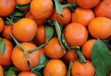 Narenciye, hem sofralarımıza renk katan hem de sağlığımız için sayısız fayda barındıran meyve gruplarından biridir. Portakal, mandalina, greyfurt, limon ve turunç gibi çeşitleriyle her mevsim taze tüketilebilen narenciye, mutfaklarda yalnızca meyve olarak değil, yemeklerden tatlılara, içeceklerden salatalara kadar pek çok alanda kullanılmaktadır. İçerdiği yüksek C vitamini, antioksidanlar ve lifler sayesinde bağışıklığı güçlendirir, vücudu hastalıklara karşı korur. Günümüzde, sağlıklı beslenme trendleri ile birlikte narenciye tüketimi her geçen yıl artmaktadır. Konulu bir haber görseli.