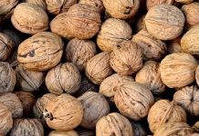 Ceviz, içeriğinde barındırdığı zengin besin değerleri ile yüzyıllardır insan sağlığında önemli bir yere sahiptir. Özellikle omega-3 yağ asitleri, protein, lif ve antioksidanlarla dolu yapısı, onu hem sağlıklı bir atıştırmalık hem de beslenme düzeninin vazgeçilmez bir parçası haline getiriyor. Uzmanlar, düzenli olarak ceviz tüketmenin kalp sağlığını korumada büyük rol oynadığını belirtiyor. Konulu bir haber görseli.