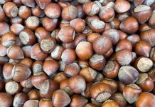 Fındık, Türkiye’nin tarım ürünleri arasında en stratejik ve değerli mahsullerden biridir. Özellikle Karadeniz Bölgesi, dünya fındık üretiminde ilk sırada yer alarak ülkemizi küresel ölçekte ön plana çıkarmaktadır. Yıllık üretim miktarları ve ihracat rakamları dikkate alındığında, fındığın milli gelir içindeki katkısı oldukça yüksektir. Türkiye, dünya fındık üretiminin yaklaşık yüzde 70’ini karşılayarak adeta küresel bir üretim merkezi haline gelmiştir. Konulu bir haber görseli.