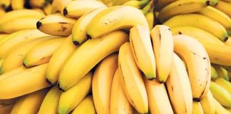 Muzun Faydaları ve Tüketim Alışkanlıkları Hızla Artıyor Muz, içerdiği vitaminler, mineraller ve lif yapısıyla hem sağlıklı beslenme alışkanlıklarının hem de günlük enerji ihtiyacının karşılanmasında önemli bir rol oynuyor. Özellikle potasyum bakımından zengin olan bu meyve, kalp ve damar sağlığının korunmasında etkili kabul ediliyor. Ayrıca magnezyum, B6 vitamini ve C vitamini açısından da güçlü bir kaynak olması, onu yalnızca bir atıştırmalık değil aynı zamanda besleyici bir yiyecek haline getiriyor. Konulu bir haber görseli.