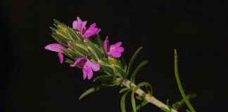 Anadolu’nun güneyinde ve özellikle Akdeniz ile Güneydoğu bölgelerinde güçlü bir yere sahip olan zahter geleneği, sadece bir bitkinin tüketimi değil, köklü bir yaşam biçiminin yansımasıdır. Dağlardan toplanan zahter, sabah kahvaltılarından kış hazırlıklarına kadar uzanan geniş bir kullanım alanına sahiptir. Bu yönüyle zahter, sofralarda yer alan sıradan bir lezzetten çok daha fazlasını ifade eder. Konulu bir haber görseli.