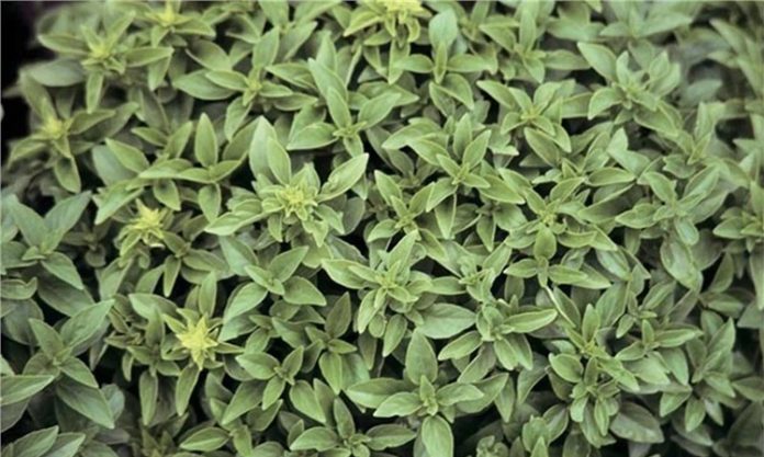 Fesleğen, kendine özgü kokusu ve ferahlatıcı aromasıyla mutfaklarda ayrıcalıklı bir yere sahip olan bitkilerden biridir. Özellikle taze yapraklarıyla tanınan fesleğen, hem geleneksel hem de modern mutfak anlayışında önemli bir rol üstlenir. Görünüm olarak narin, etki olarak güçlü olan bu bitki, yemeklere kattığı karakterle fark yaratır. Konulu bir haber görseli.