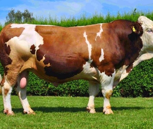 Dana Etinin Sofralardaki Yeri Sağlıklı Beslenmeden Hayvancılık Ekonomisine Dana eti, hem Türk mutfağının hem de dünya mutfaklarının vazgeçilmez protein kaynaklarından biri olarak öne çıkıyor. Yüksek besin değeri, zengin lezzeti ve çok yönlü kullanım alanları sayesinde dana eti, yüzyıllardır sofralarda önemli bir yer tutuyor. Son yıllarda artan sağlıklı beslenme bilinciyle birlikte tüketiciler, daha bilinçli tercihler yapmaya yönelirken dana etinin kalitesi, üretim koşulları ve besin içeriği daha fazla sorgulanır hale geldi. Konulu bir haber görseli.