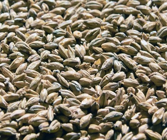Dayanıklı Tahıl Arpanın Küresel Önemi ve Geleceğe Bakışı Arpa, insanlık tarihinin en eski tarım ürünlerinden biri olarak bugün de hem gıda hem de hayvancılık sektöründe stratejik bir rol oynamaya devam ediyor. Kuraklığa ve soğuk iklimlere karşı görece dayanıklı yapısıyla bilinen Arpa, özellikle iklim belirsizliklerinin arttığı günümüzde yeniden daha fazla ilgi görmeye başladı. Ekmeklik buğday kadar yaygın tüketilmese de bira üretiminden hayvan yemine, geleneksel mutfaklardan modern gıda sanayisine kadar geniş bir kullanım alanına sahip olması, arpayı vazgeçilmez kılıyor. Konulu bir haber görseli.