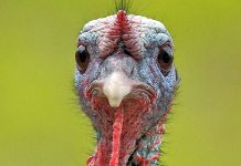 Hindi Etinin Yükselen Popülerliği Sağlıklı Beslenmeden Sürdürülebilir Üretime Hindi eti, son yıllarda sağlıklı beslenme trendlerinin etkisiyle giderek daha fazla ilgi gören bir hayvansal protein kaynağı haline geldi. Düşük yağ oranı, yüksek protein değeri ve hafif tadıyla öne çıkan hindi eti, özellikle diyet yapan bireyler ve sporcular tarafından tercih ediliyor. Geleneksel olarak bazı özel günlerle özdeşleşmiş olsa da günümüzde hindi eti artık günlük beslenme rutinlerinde de daha sık yer buluyor. Konulu bir haber görseli.