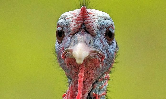 Hindi eti, son yıllarda sağlıklı beslenme trendlerinin etkisiyle giderek daha fazla ilgi gören bir hayvansal protein kaynağı haline geldi. Düşük yağ oranı, yüksek protein değeri ve hafif tadıyla öne çıkan hindi eti, özellikle diyet yapan bireyler ve sporcular tarafından tercih ediliyor. Geleneksel olarak bazı özel günlerle özdeşleşmiş olsa da günümüzde hindi eti artık günlük beslenme rutinlerinde de daha sık yer buluyor. Konulu bir haber görseli.