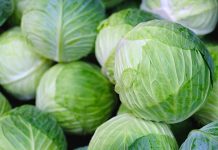 Lahananın Sofralardaki Yeri: Yeşil Yaprağın Sağlık ve Mutfak Önemi Beslenme uzmanlarının sıkça önerdiği sebzeler arasında yer alan lahana, hem lezzeti hem de sağlık faydalarıyla öne çıkıyor. Özellikle düşük kalorili yapısı ve vitamin-mineral zenginliği ile bilinen lahana, salatalardan sarmalara, çorbalardan turşulara kadar geniş bir kullanım alanına sahiptir. Türkiye mutfağında uzun yıllardır kullanılan lahana, hem geleneksel tariflerde hem de modern sağlıklı beslenme trendlerinde önemli bir yer tutuyor. Konulu bir haber görseli.