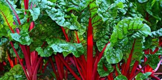 Pazının Faydaları ve Mutfağımızdaki Yeri Pazı, sağlık açısından oldukça zengin bir sebze olarak bilinir. İçeriğinde yüksek miktarda lif, C vitamini, K vitamini ve demir barındırır. Düzenli olarak tüketildiğinde sindirim sistemini destekler ve bağışıklık sistemini güçlendirir. Pazı, aynı zamanda antioksidan özelliği ile hücreleri serbest radikallere karşı korur ve yaşlanma belirtilerini yavaşlatır. Konulu bir haber görseli.