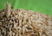 Beslenme alışkanlıklarının değişmesiyle birlikte sofralarda daha doğal ve geleneksel ürünlere yönelim giderek artıyor. Bu dönüşümün merkezinde yer alan tam buğday ürünleri, hem geçmişten gelen bir beslenme kültürünü temsil ediyor hem de modern yaşamın ihtiyaçlarına cevap veriyor. Günümüzde ekmekten makarnaya, undan gevreğe kadar pek çok ürünün tam buğday alternatifi bulunması, bu alandaki farkındalığın yükseldiğini açıkça gösteriyor. Konulu bir haber görseli.