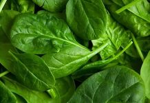 Günümüzde beslenme alışkanlıklarının yeniden şekillenmesiyle birlikte sofralarda daha doğal ve taze ürünlere yer açılıyor. Bu dönüşümün en önemli unsurlarından biri olan yeşil yapraklı sebzeler, hem geleneksel mutfağın vazgeçilmezleri arasında yer alıyor hem de modern beslenme anlayışının temel taşlarından biri olarak görülüyor. Pazarlarda, manavlarda ve market raflarında her mevsim farklı çeşitleriyle karşımıza çıkan bu sebzeler, günlük beslenme düzeninde giderek daha fazla tercih ediliyor. Konulu bir haber görseli.